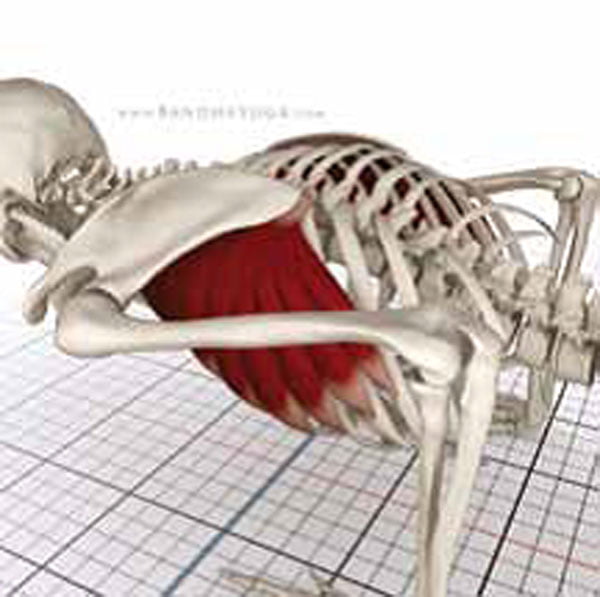 Serratus Anterior