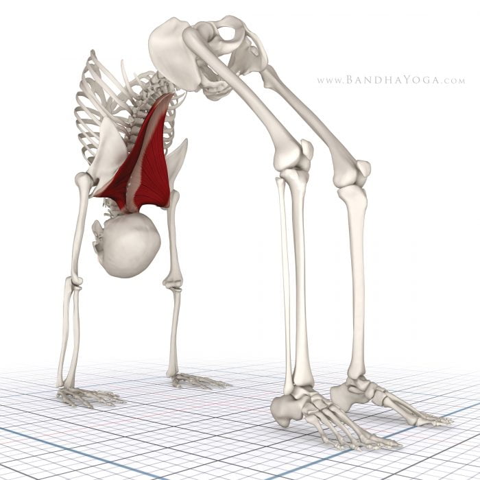 Bio Mechanics of Backbends Intouch Yoga Byron Bay