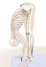 Diagram 2: Pelvis and hip joints in Uttanasana