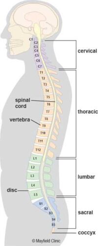Bio Mechanics of Forward Bends - Intouch Yoga Byron Bay