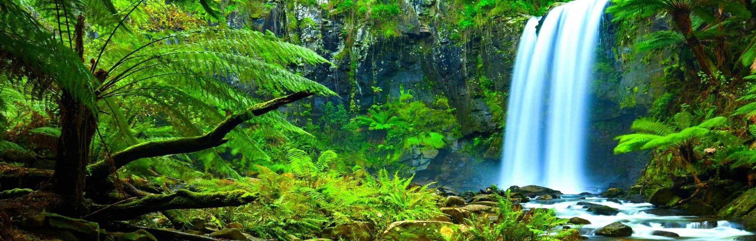 Rainforest