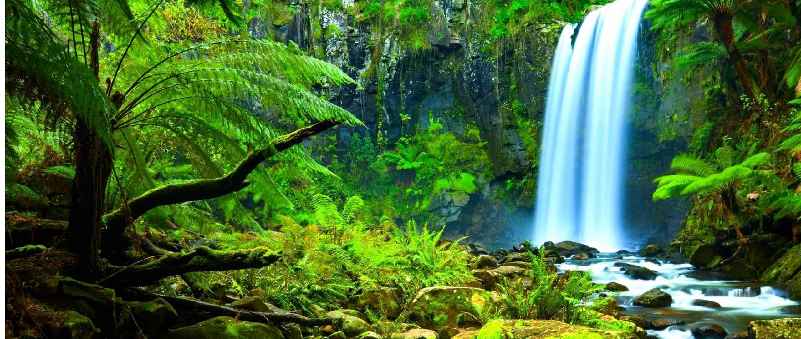 Rainforest